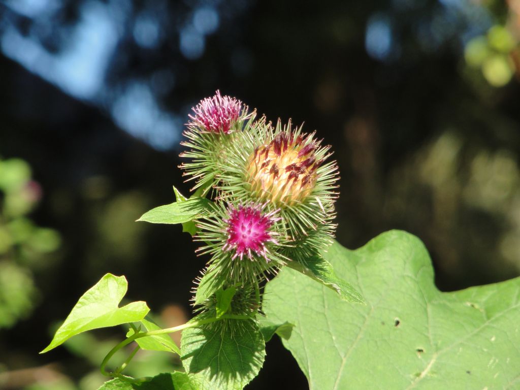 Sommerblumen am Wegesrand