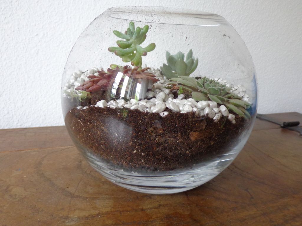 Miniaturgärten &#8211; Sukkulenten im Glas
