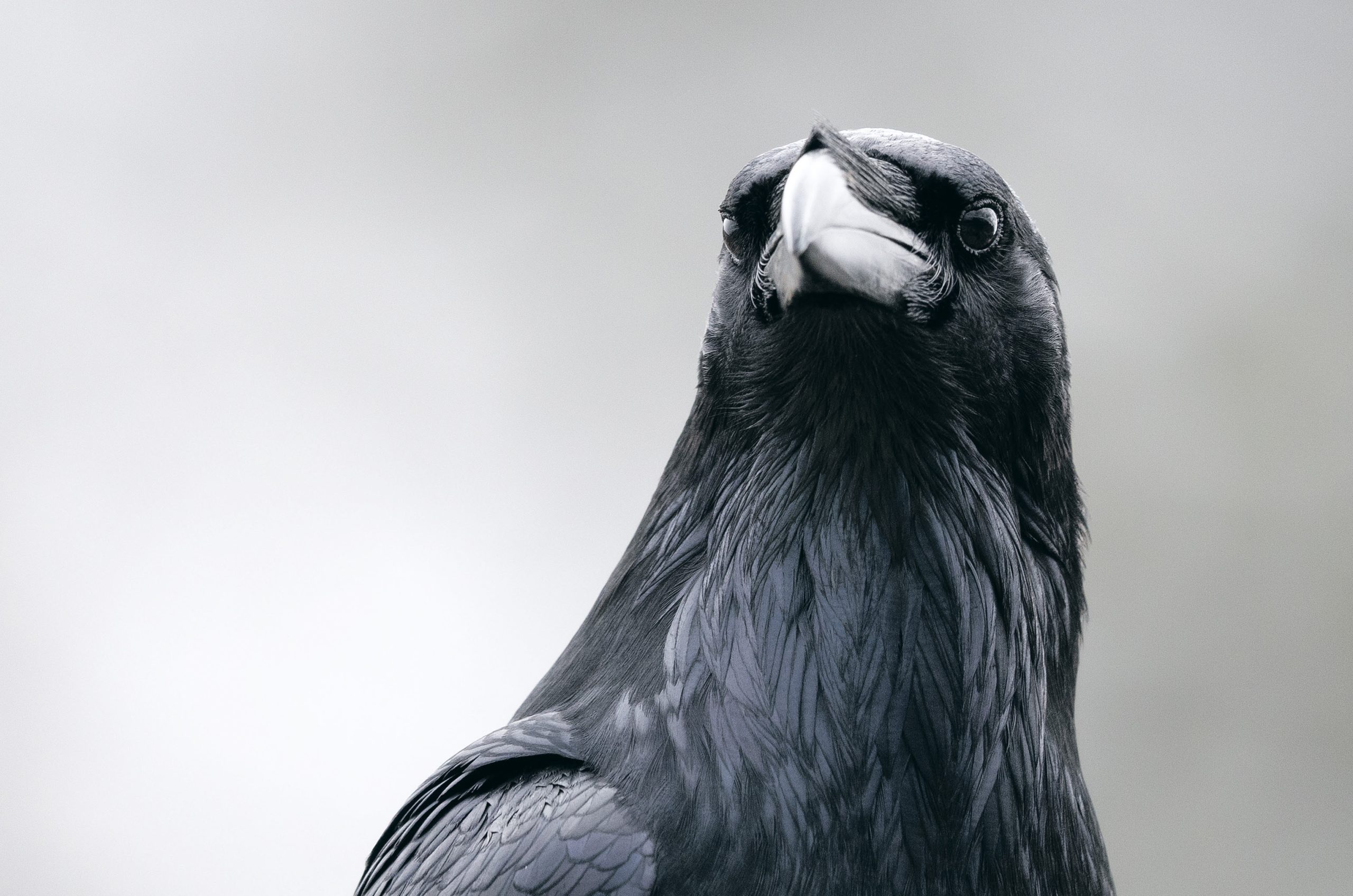 HauptAutor Heinrich Haller: Der Kolkrabe – Totenvogel, Götterbote, tierisches Genie