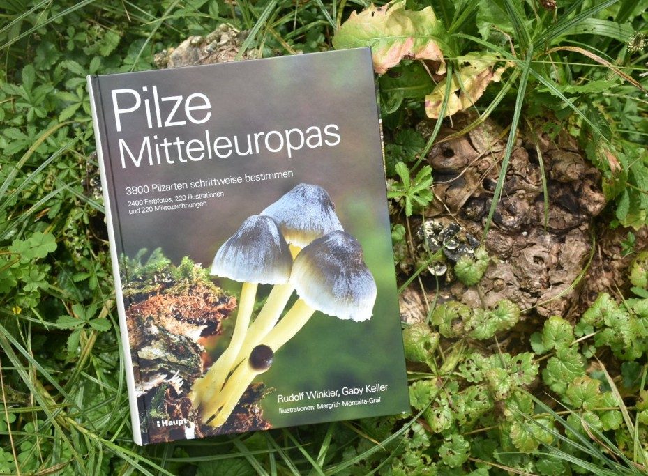Drei ausgewählte «Pilze Mitteleuropas»