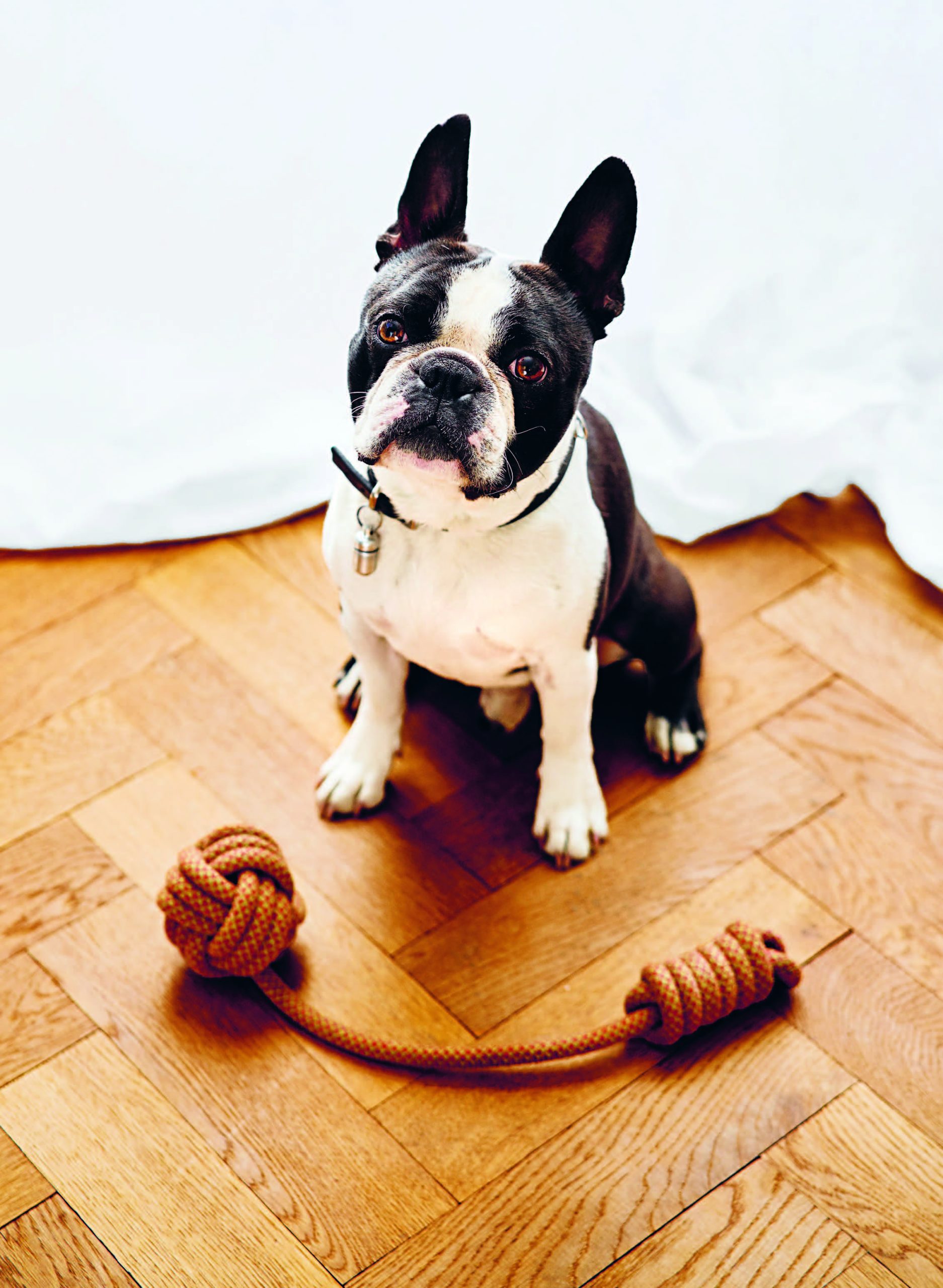 Knoten: Hunde- und Katzenspielzeug