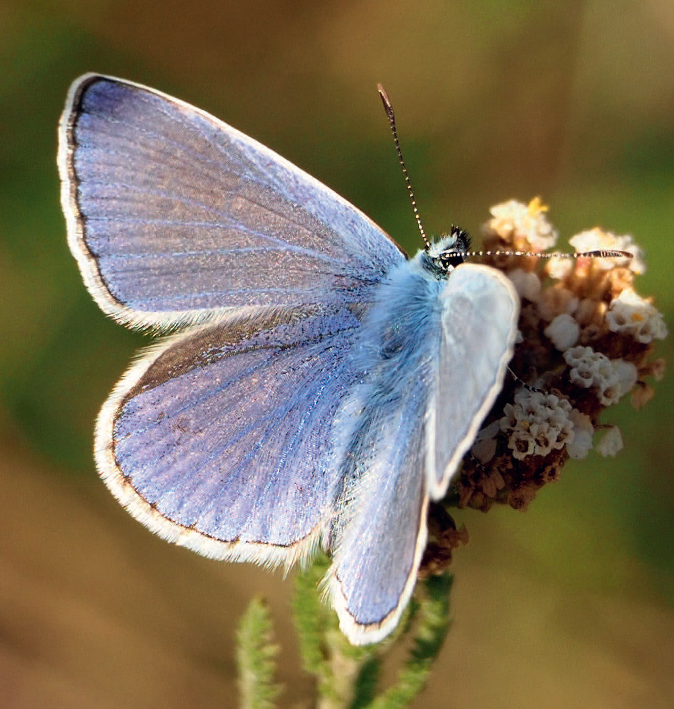 Schmetterlingswissen: HauptAutorin Mareike Possienke