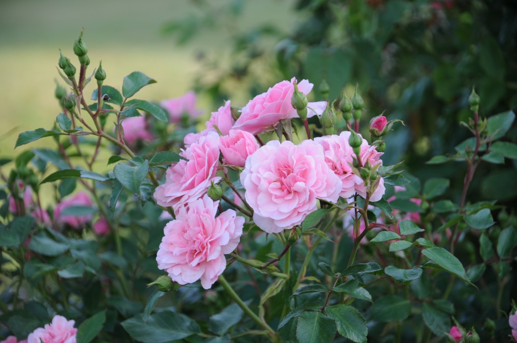 Rosen &#8211; pflanzen, pflegen, vermehren