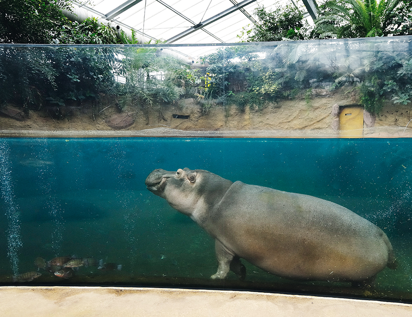 Thomas Sbampato stellt seine Lieblingszoos vor: Zoo Köln
