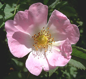 Juni – der Rosenmonat