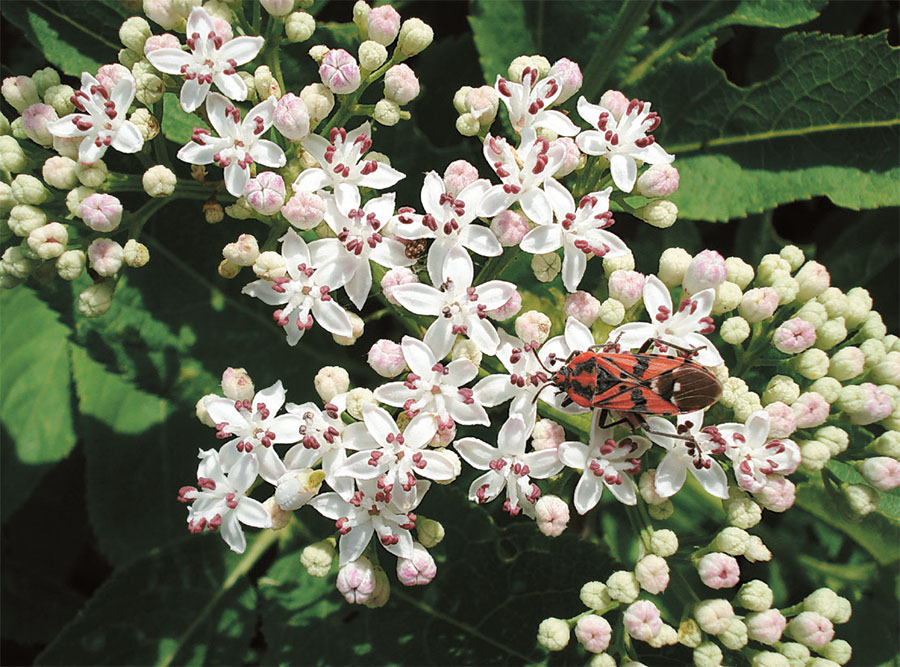 Invasive Gartenpflanzen: Interview mit Norbert Griebl