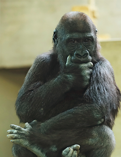 Thomas Sbampato stellt seine Lieblingszoos vor: Wilhelma Stuttgart