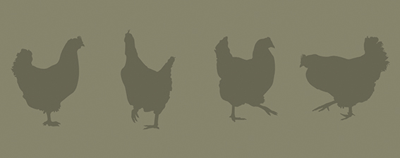 Das Huhn &#8211; Haustier des Jahres 2016