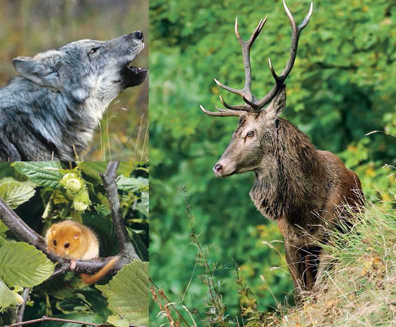 Tiere des Jahres 2017
