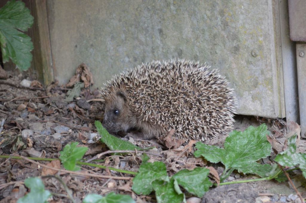 Igelbabys im Garten